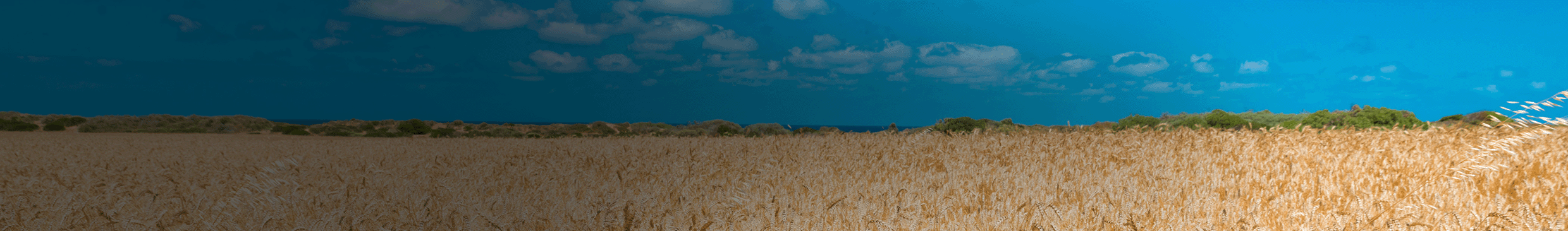 A wheat field in Australia