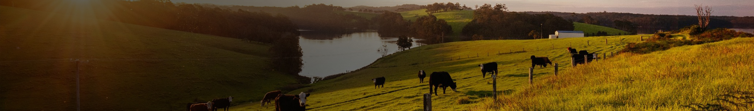 A herd of cows in the sunset on Australian landscape