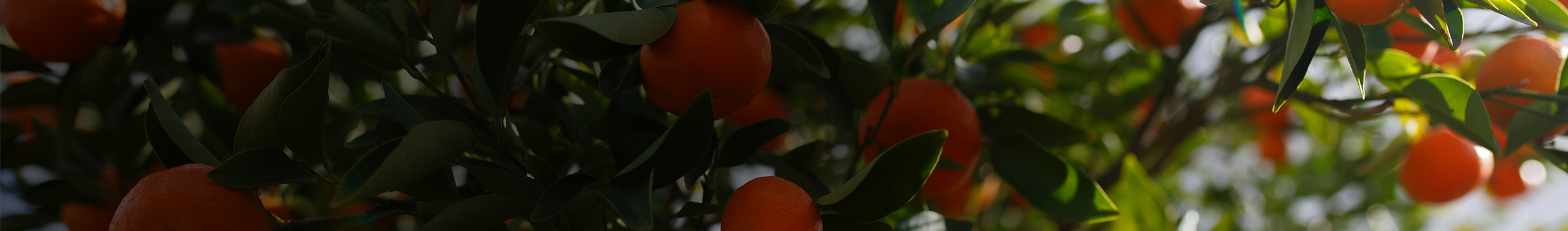 Australian fruiting orange tree