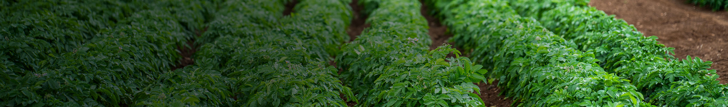 Australian vegetable crop
