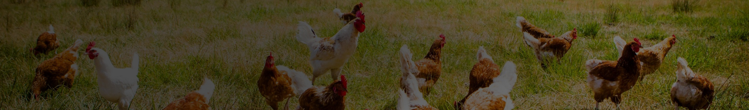 Chickens on a field of grass