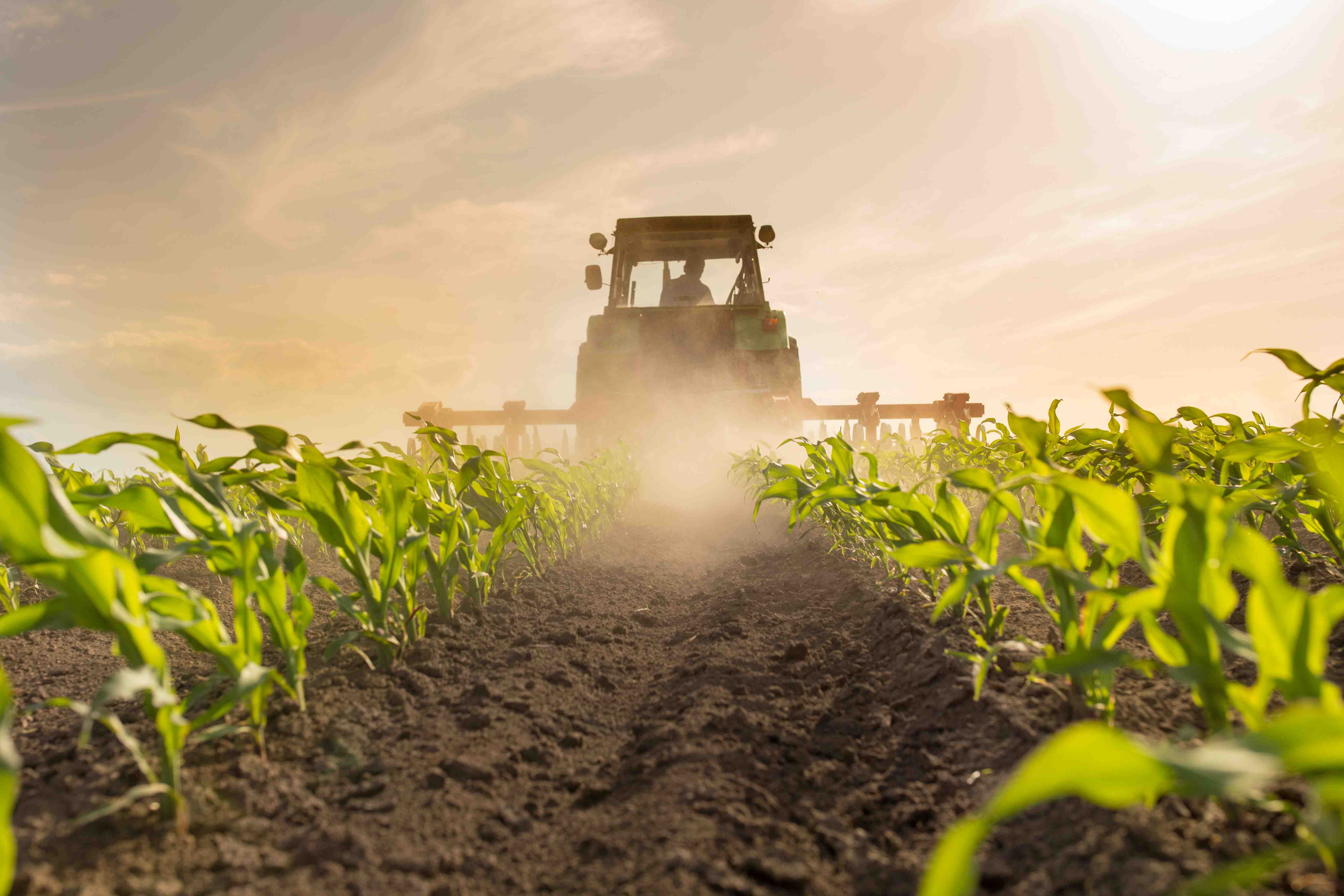 A tractor spraying a field of corn.