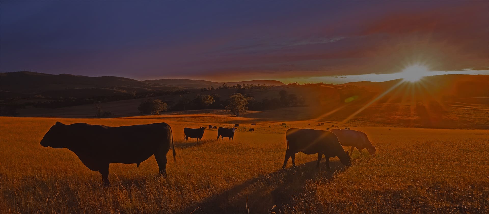 Cows grazing in a field on an Australian farm