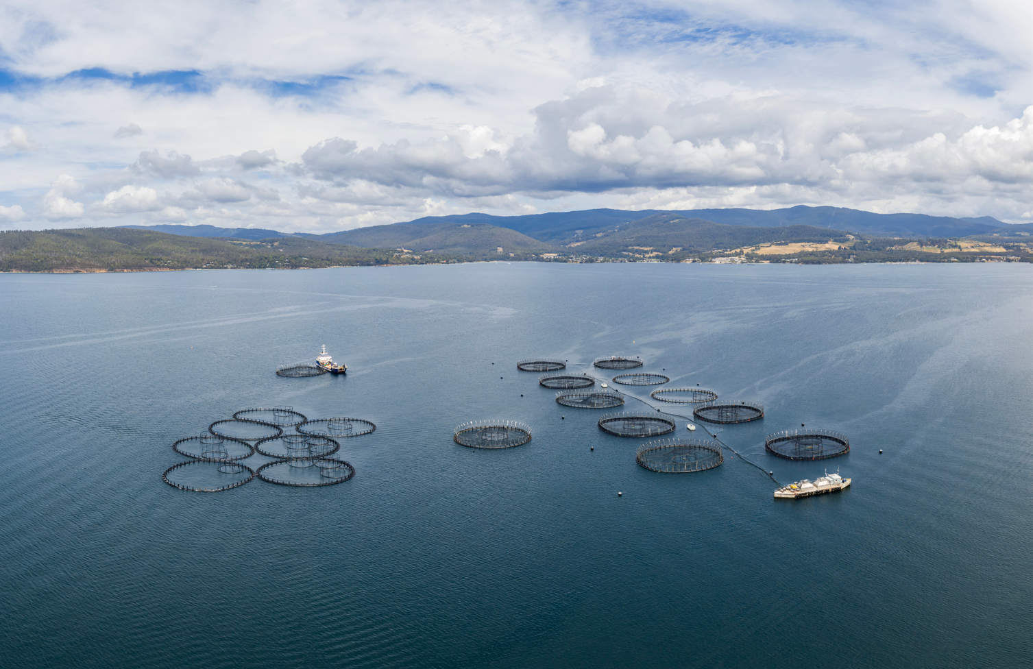 Tassie Salmon farm