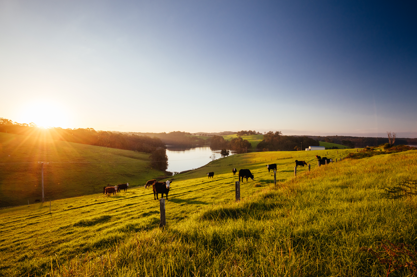 A herd of cows in a grassy paddock