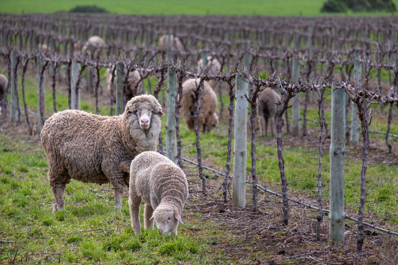 Sheep in crops