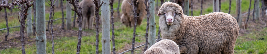Sheep in a field