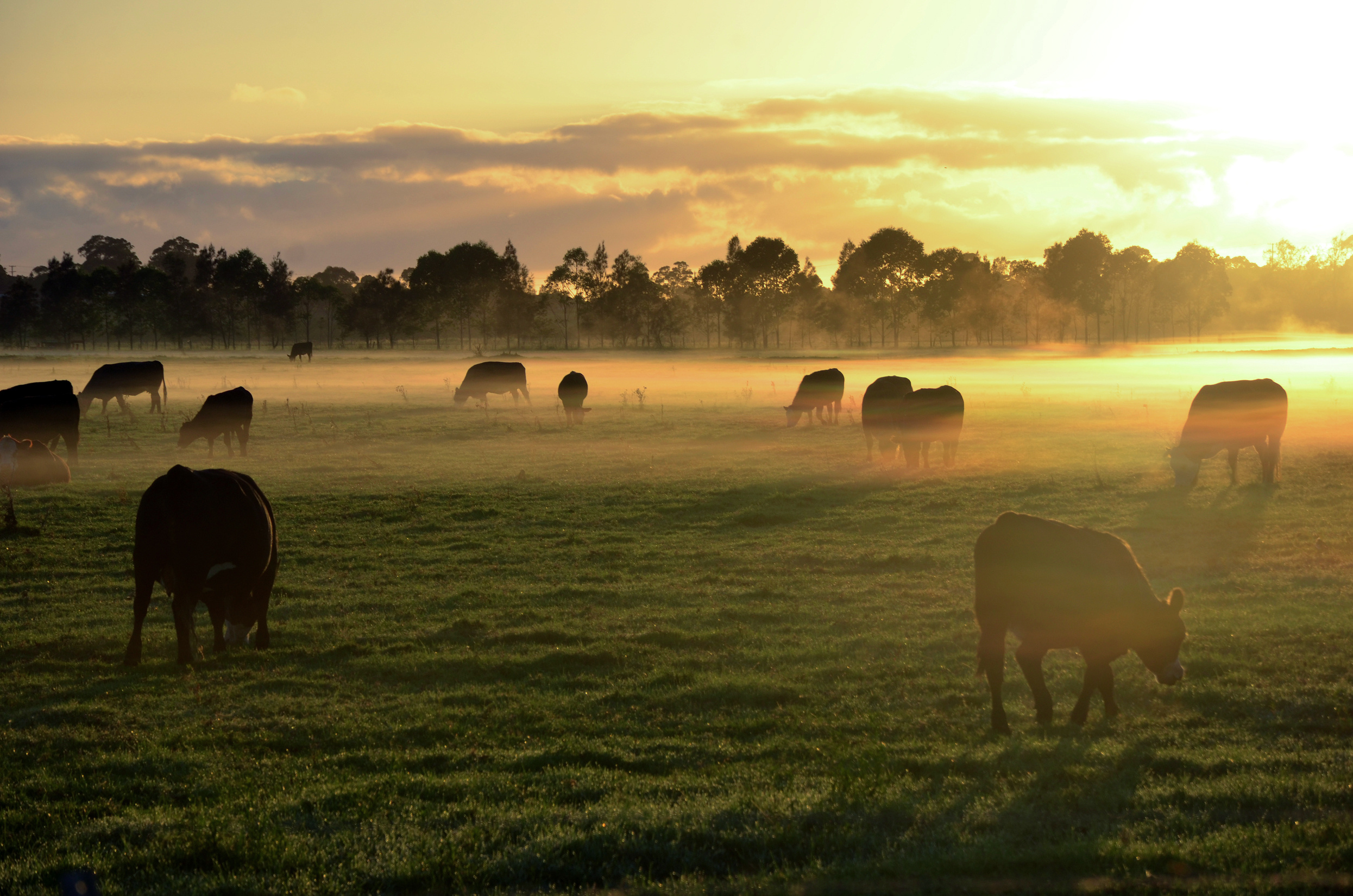 Cows in field